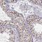 FYVE, RhoGEF and PH domain-containing protein 1 antibody, HPA000911, Atlas Antibodies, Immunohistochemistry paraffin image 