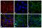 Rabbit IgG antibody, SA5-10041, Invitrogen Antibodies, Immunofluorescence image 