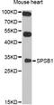 SplA/Ryanodine Receptor Domain And SOCS Box Containing 1 antibody, abx126638, Abbexa, Western Blot image 