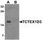 T-Complex-Associated-Testis-Expressed 3 antibody, A13959, Boster Biological Technology, Western Blot image 