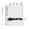 SUB1 Regulator Of Transcription antibody, M02698-1, Boster Biological Technology, Western Blot image 