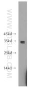Pyrroline-5-Carboxylate Reductase 1 antibody, 20962-1-AP, Proteintech Group, Western Blot image 