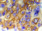 EGFR antibody, AP20971PU-N, Origene, Immunohistochemistry frozen image 