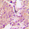 Synuclein Alpha antibody, LS-C358871, Lifespan Biosciences, Immunohistochemistry frozen image 