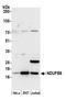 NADH dehydrogenase [ubiquinone] 1 beta subcomplex subunit 6 antibody, A305-435A, Bethyl Labs, Western Blot image 
