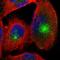 Nectin Cell Adhesion Molecule 3 antibody, HPA011038, Atlas Antibodies, Immunocytochemistry image 