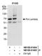 DNA Polymerase Lambda antibody, NB100-81665, Novus Biologicals, Immunoprecipitation image 