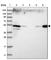 Zinc finger FYVE domain-containing protein 27 antibody, HPA037523, Atlas Antibodies, Western Blot image 