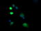 Ubiquitin Conjugating Enzyme E2 G2 antibody, LS-C337846, Lifespan Biosciences, Immunofluorescence image 