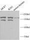 AT-rich interactive domain-containing protein 4B antibody, FNab00567, FineTest, Western Blot image 