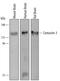 Contactin 3 antibody, AF5539, R&D Systems, Western Blot image 
