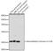 Histone H3.1t antibody, GTX54107, GeneTex, Western Blot image 