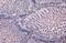 Malate dehydrogenase, mitochondrial antibody, GTX105870, GeneTex, Immunohistochemistry paraffin image 