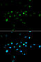 Tripartite Motif Containing 63 antibody, 18-941, ProSci, Immunofluorescence image 