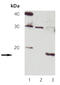 Histone H2A.x antibody, ADI-905-771-100, Enzo Life Sciences, Western Blot image 