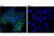 Claudin 3 antibody, 83609S, Cell Signaling Technology, Immunofluorescence image 