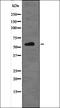 Docking Protein 2 antibody, orb336013, Biorbyt, Western Blot image 