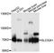 Solute Carrier Family 32 Member 1 antibody, A12610, ABclonal Technology, Western Blot image 