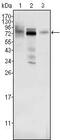 MDM4 Regulator Of P53 antibody, MA5-15432, Invitrogen Antibodies, Western Blot image 