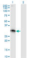 X-Ray Repair Cross Complementing 2 antibody, LS-C198445, Lifespan Biosciences, Western Blot image 