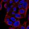 Mannan Binding Lectin Serine Peptidase 2 antibody, HPA029313, Atlas Antibodies, Immunocytochemistry image 