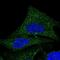 Coenzyme Q9 antibody, PA5-59352, Invitrogen Antibodies, Immunofluorescence image 