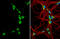 Galanin Receptor 2 antibody, GTX100320, GeneTex, Immunofluorescence image 