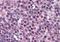 Fanconi anemia group G protein antibody, orb19520, Biorbyt, Immunohistochemistry paraffin image 