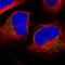 Mitochondrial Ribosomal Protein L37 antibody, HPA025951, Atlas Antibodies, Immunocytochemistry image 