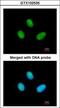 RNA Polymerase II Subunit B antibody, GTX102535, GeneTex, Immunofluorescence image 