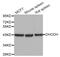 Dihydroorotate Dehydrogenase (Quinone) antibody, MBS129159, MyBioSource, Western Blot image 