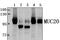 Mucin 20, Cell Surface Associated antibody, PA5-75164, Invitrogen Antibodies, Western Blot image 