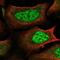 IKAROS Family Zinc Finger 4 antibody, NBP2-55305, Novus Biologicals, Immunofluorescence image 