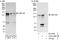 Centrosomal Protein 128 antibody, A303-348A, Bethyl Labs, Immunoprecipitation image 