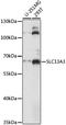 Solute Carrier Family 13 Member 3 antibody, LS-C750155, Lifespan Biosciences, Western Blot image 