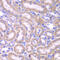 Fas Associated Via Death Domain antibody, 19-878, ProSci, Immunohistochemistry frozen image 