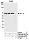 Nicalin antibody, A305-623A-M, Bethyl Labs, Immunoprecipitation image 