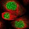 Cilia And Flagella Associated Protein 36 antibody, NBP1-93514, Novus Biologicals, Immunocytochemistry image 