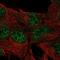 Dual Specificity Phosphatase 23 antibody, NBP2-58763, Novus Biologicals, Immunofluorescence image 