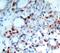 BCL2 Like 11 antibody, MBS128568, MyBioSource, Immunohistochemistry frozen image 