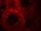 ADAM Metallopeptidase Domain 29 antibody, NBP2-81697, Novus Biologicals, Immunofluorescence image 