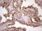 Bcl2 Modifying Factor antibody, LS-C791352, Lifespan Biosciences, Immunohistochemistry paraffin image 