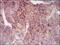 Maternal Embryonic Leucine Zipper Kinase antibody, MA5-17120, Invitrogen Antibodies, Immunohistochemistry frozen image 