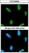 Inositol Polyphosphate Multikinase antibody, LS-C185675, Lifespan Biosciences, Immunocytochemistry image 