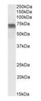 Prickle Planar Cell Polarity Protein 3 antibody, orb153648, Biorbyt, Western Blot image 