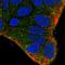 Zinc Finger FYVE-Type Containing 9 antibody, HPA065852, Atlas Antibodies, Immunofluorescence image 