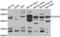 Cytochrome C Oxidase Assembly Factor Heme A:Farnesyltransferase COX10 antibody, LS-C349232, Lifespan Biosciences, Western Blot image 