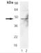 FAS antibody, GTX13550, GeneTex, Western Blot image 
