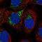Lysosomal Protein Transmembrane 4 Alpha antibody, HPA068554, Atlas Antibodies, Immunocytochemistry image 