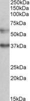 Calcium uptake protein 1, mitochondrial antibody, TA311346, Origene, Western Blot image 